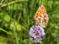Boloria selene 58, Zilveren maan, on Mentha aquatica, Saxifraga-Kars Veling