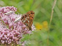 Boloria selene 62, Zilveren maan, on Eupatorium cannabinum, Saxifraga-Kars Veling