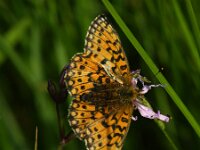 Boloria selene 63, Zilveren maan, Saxifraga-Theo Verstrael