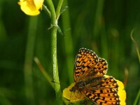 Boloria selene 64, Zilveren maan, Saxifraga-Theo Verstrael