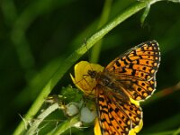 Boloria selene 65, Zilveren maan, Saxifraga-Theo Verstrael