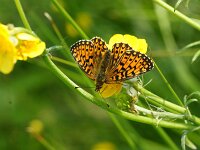 Boloria selene 66, Zilveren maan, Saxifraga-Theo Verstrael