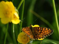 Boloria selene 67, Zilveren maan, Saxifraga-Theo Verstrael
