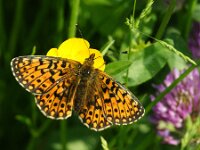 Boloria selene 68, Zilveren maan, Saxifraga-Theo Verstrael