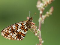 Boloria selene 69, Zilveren maan, Saxifraga-Lieven Decrick