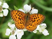 Brenthis daphne 47, Braamparelmoervlinder, on Rubus, Saxifraga-Kars Veling