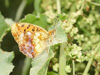 Brenthis daphne 61, Braamparelmoervlinder, Saxifraga-Joep Steur