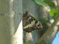 Brintesia circe 26, Witbandzandoog, Saxifraga-Theo Verstrael
