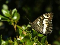 Brintesia circe 28, Witbandzandoog, Saxifraga-Theo Verstrael