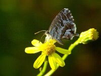 Cacyreus marshalli 12, Geraniumblauwtje, Saxifraga-Theo Verstrael