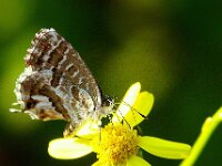 Cacyreus marshalli 13, Geraniumblauwtje, Saxifraga-Theo Verstrael