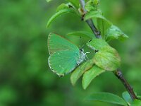 Callophrys rubi 63, Groentje, Saxifraga-Theo Verstrael