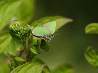 Callophrys rubi 64, Groentje, Saxifraga-Theo Verstrael