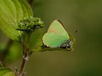Callophrys rubi 65, Groentje, Saxifraga-Theo Verstrael