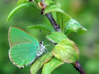 Callophrys rubi 66, Groentje, Saxifraga-Theo Verstrael
