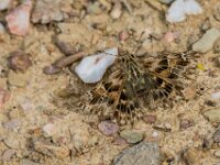 Carcharodus alceae 18, Kaasjeskruiddikkopje, Saxifraga-Theo Verstrael