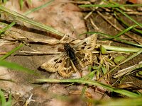Carcharodus alceae 19, Kaasjeskruiddikkopje, Saxifraga-Theo Verstrael