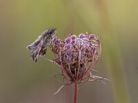 Carcharodus alceae 20, Kaasjeskruiddikkopje, Saxifraga-Bart Heijne : 2024, Carcharodus alceae, Frankrijk, Goudargues, Hesperiidae, camping Les Libellules, dagvlinder, dikkopje, herfst, insect, kaasjeskruiddikkopje, september, vakantie