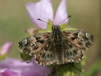 Carcharodus alceae 21, Kaasjeskruiddikkopje, Saxifraga-Lieven Decrick