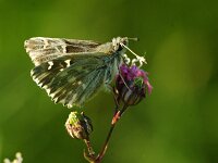 Carcharodus floccifera, Tufted Skipper