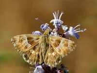 Carcharodus orientalis 4, Oostelijk andoorndikkopje, Saxifraga-Theo Verstrael