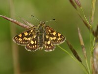 Carterocephalus palaemon 100, Bont dikkopje, Saxifraga-Theo Verstrael