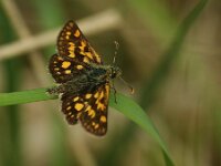 Carterocephalus palaemon 102, Bont dikkopje, Saxifraga-Theo Verstrael