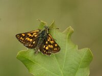 Carterocephalus palaemon 103, Bont dikkopje, Saxifraga-Theo Verstrael