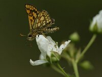 Carterocephalus palaemon 96, Bont dikkopje, Saxifraga-Theo Verstrael
