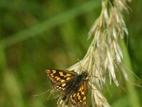 Carterocephalus palaemon 97, Bont dikkopje, Saxifraga-Theo Verstrael