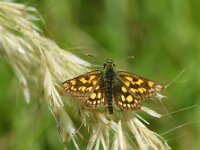 Carterocephalus palaemon 99, Bont dikkopje, Saxifraga-Theo Verstrael