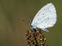Celastrina argiolus 60, Boomblauwtje, Saxifraga-Theo Verstrael