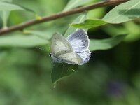 Celastrina argiolus 61, Boomblauwtje, Saxifraga-Theo Verstrael