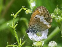 Coenonympha arcania 57, Tweekleurig hooibeestje, Saxifraga-Theo Verstrael