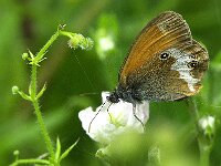 Coenonympha arcania 58, Tweekleurig hooibeestje, Saxifraga-Theo Verstrael