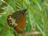 Coenonympha arcania 59, Tweekleurig hooibeestje, Saxifraga-Ben Delbaere