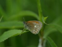 Coenonympha glycerion 13, Roodstreephooibeestje, Saxifraga-Theo Verstrael