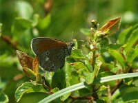 Coenonympha glycerion 14, Roodstreephooibeestje, Saxifraga-Theo Verstrael