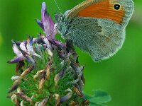 Coenonympha pamphilus 63, Hooibeestje, Saxifraga-Theo Verstrael
