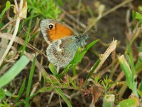 Coenonympha pamphilus 64, Hooibeestje, Saxifraga-Theo Verstrael