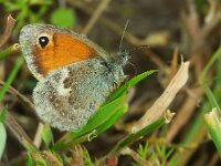 Coenonympha pamphilus 65, Hooibeestje, Saxifraga-Theo Verstrael