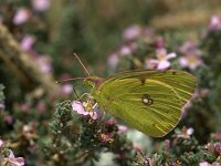 Colias alfacariensis 26, Zuidelijke luzernevlinder, male, Saxifraga-Theo Verstrael