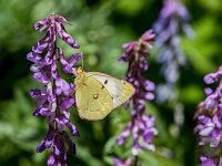 Colias alfacariensis 27, Zuidelijke luzernevlinder, female, Saxifraga-Theo Verstrael