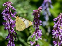 Colias alfacariensis 28, Zuidelijke luzernevlinder, female, Saxifraga-Theo Verstrael