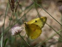 Colias alfacariensis 29, Zuidelijke luzernevlinder, male, Saxifraga-Theo Verstrael