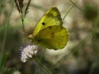 Colias alfacariensis 30, Zuidelijke luzernevlinder, male, Saxifraga-Theo Verstrael