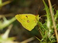 Colias alfacariensis 31, Zuidelijke luzernevlinder, male, Saxifraga-Theo Verstrael