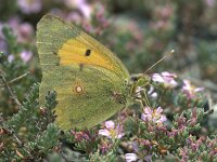 Colias alfacariensis 32, Zuidelijke luzernevlinder, male, Saxifraga-Theo Verstrael