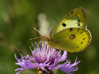 Colias hyale 18, Gele luzernevlinder, Saxifraga-Theo Verstrael