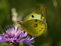 Colias hyale 19, Gele luzernevlinder, Saxifraga-Theo Verstrael